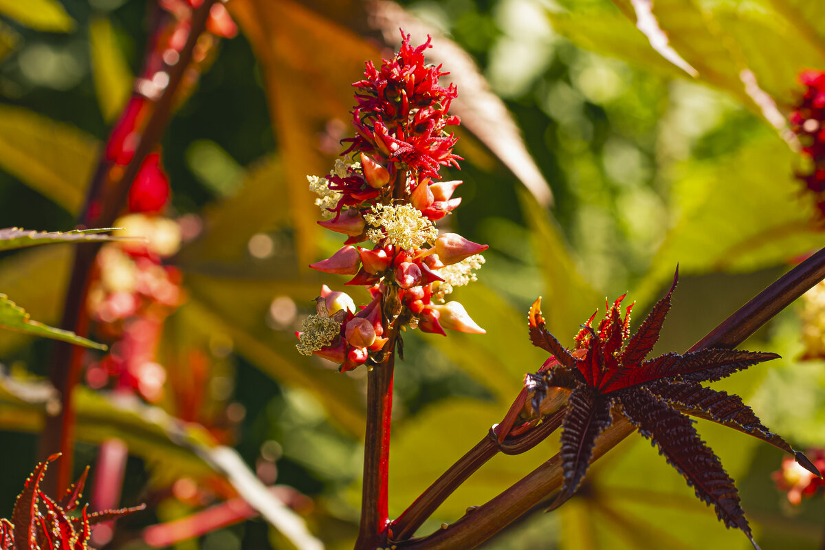 Ядовитая красота. - Петр Беляков