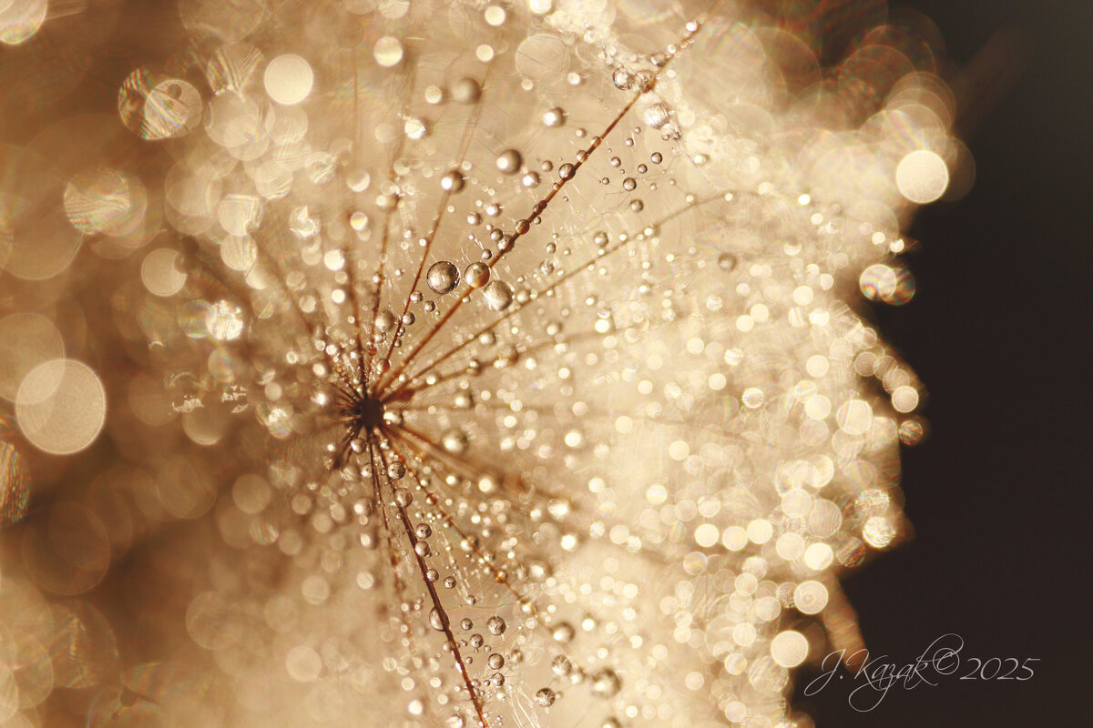 *** - Елена Kазак (selena1965)