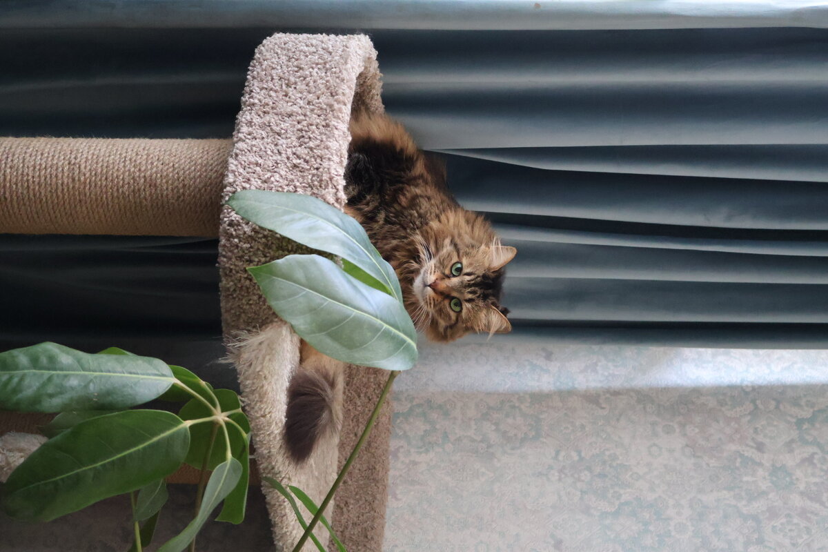 Мэй - Екатерина Лазуренкова