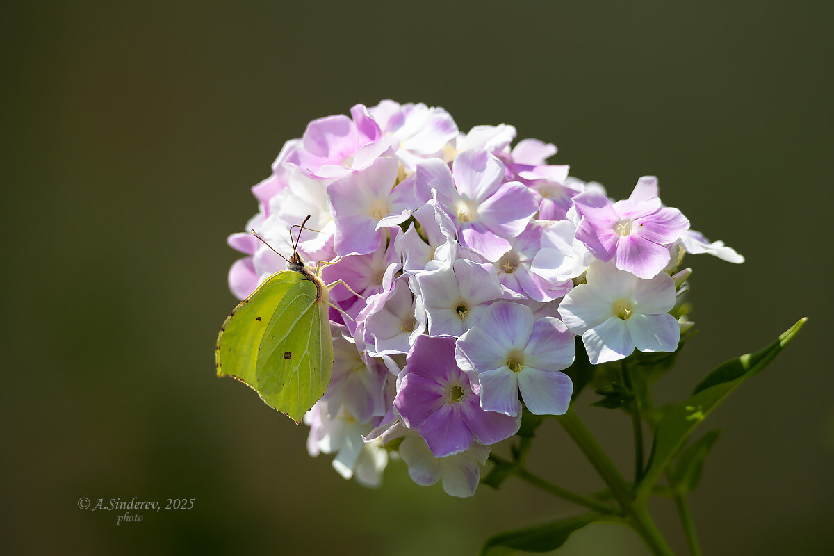 Бабочка на флоксе - Александр Синдерёв