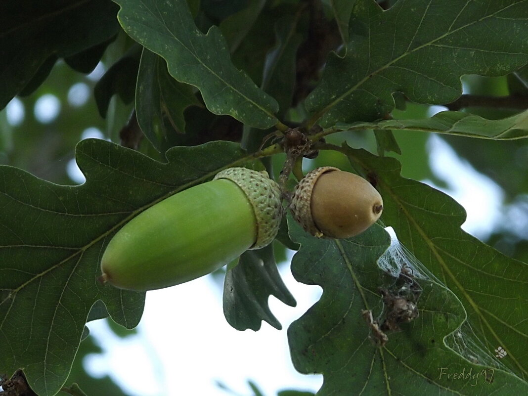 Для хрюшек... - Freddy 97