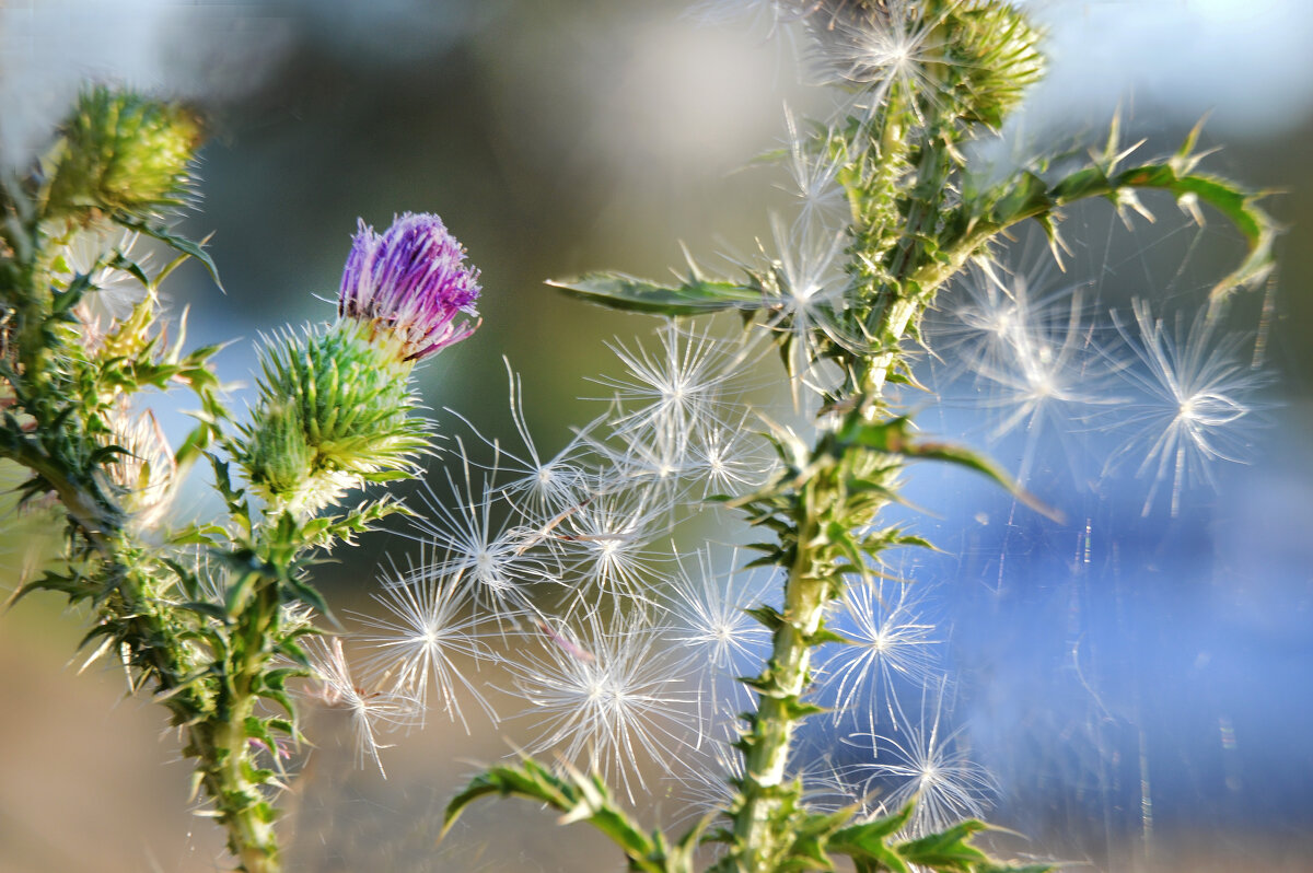 " Снег"  среди жаркого дня... - Надежда Куркина 