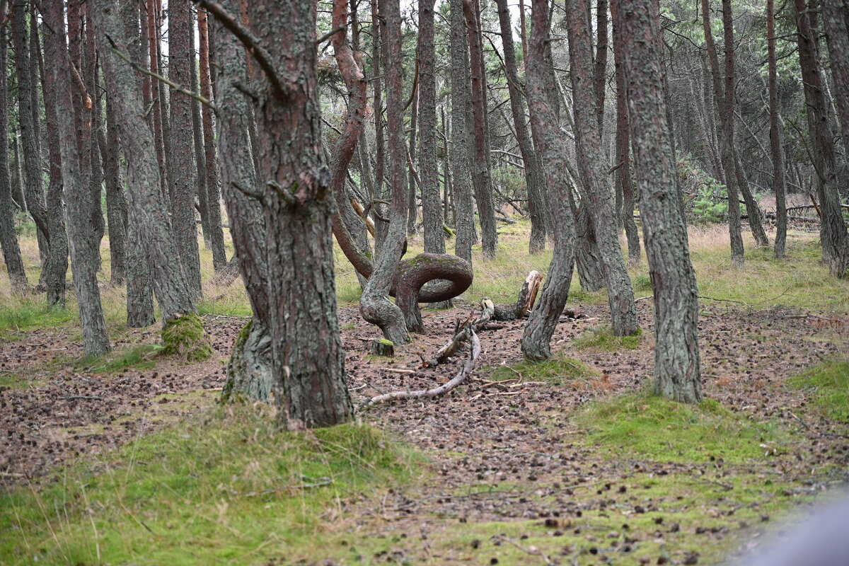 Танцующий лес - redfox 