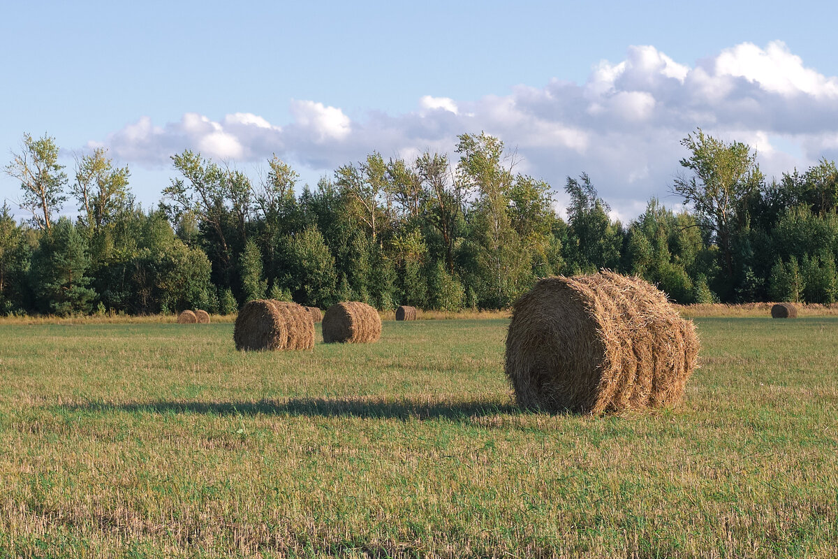 На скошенном поле - Александр 