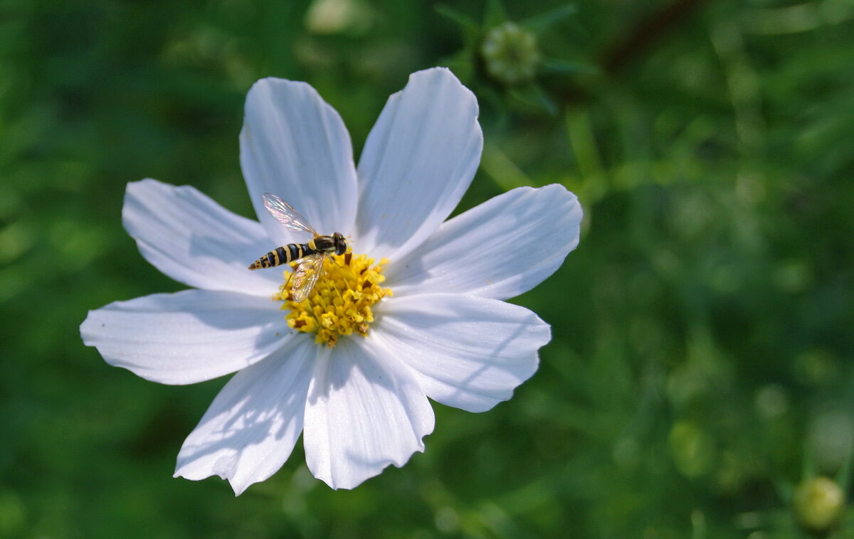 Белая космея. - сергей ермошкин