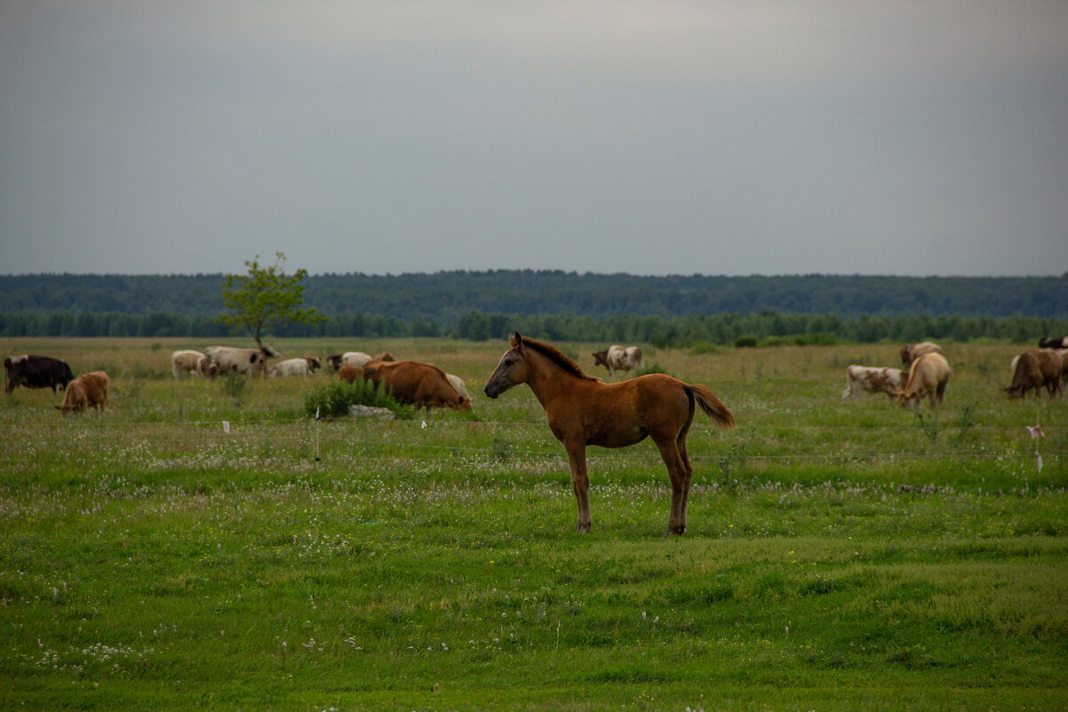 Заплутал - Nataliya Belova