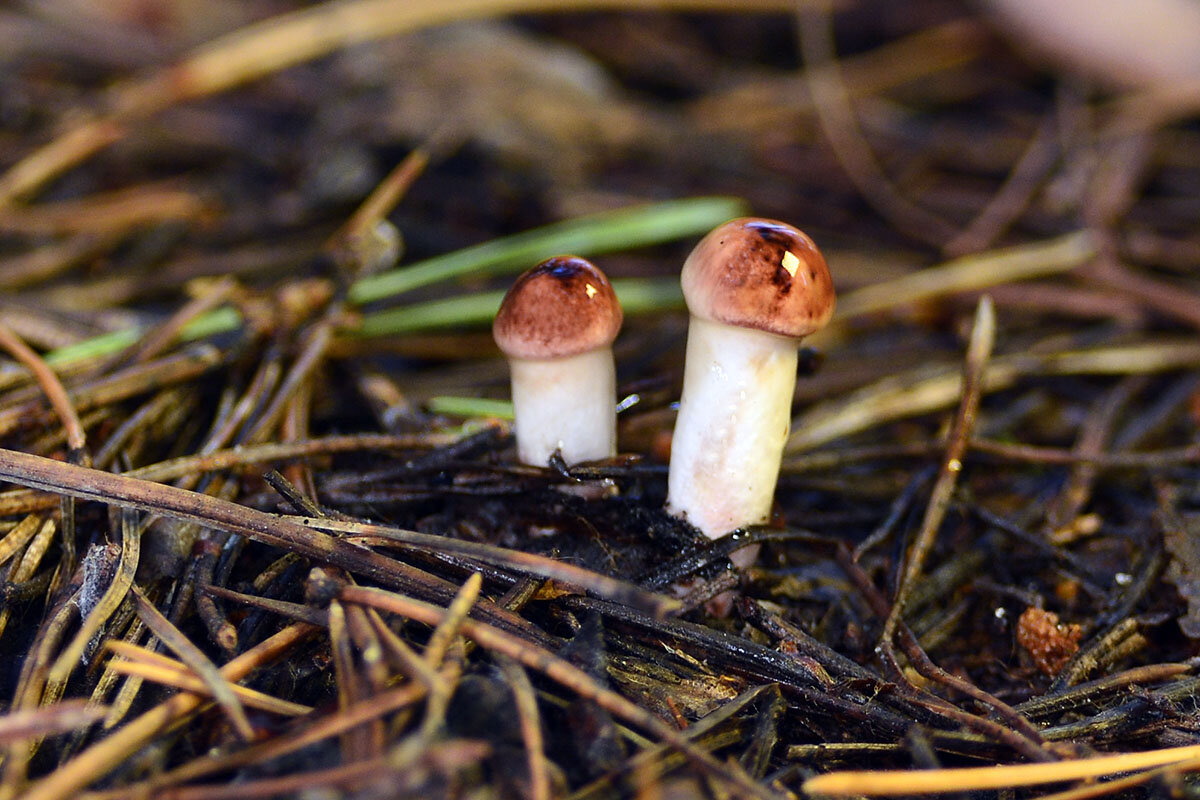 Новорожденные - Геннадий Супрун