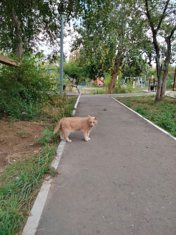 Котик - Динара Каймиденова