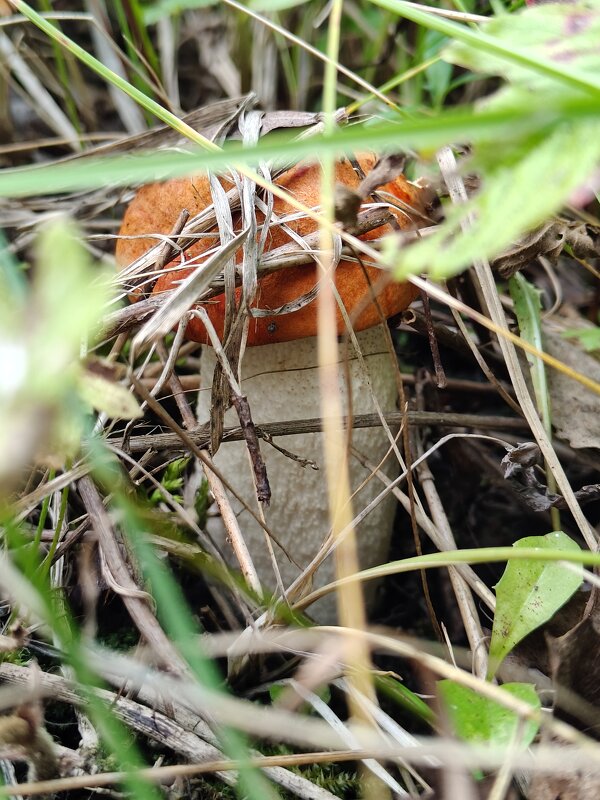 Сезон грибов - Андрей 