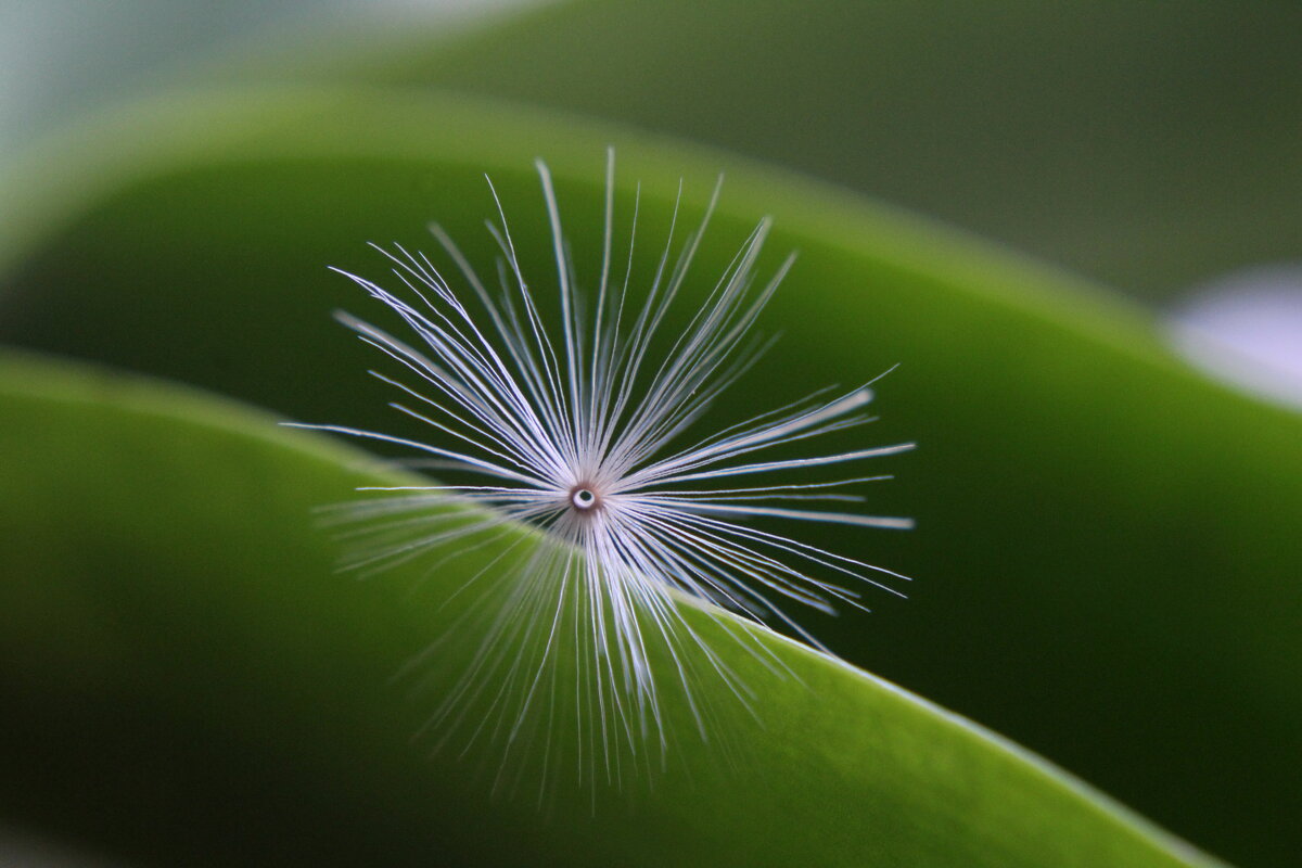Зацепился. - Нина Сироткина Зацепился. - Нина Сироткина