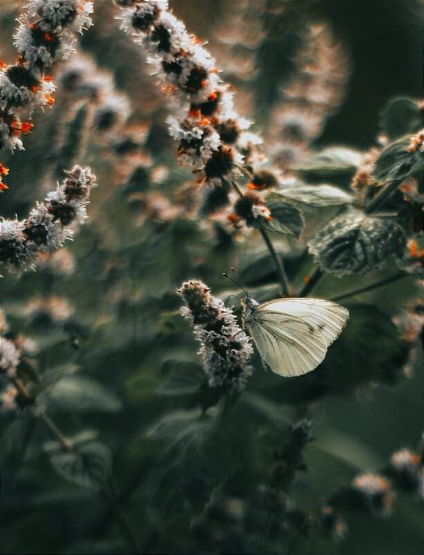 Мята и бабочка - Валентина 