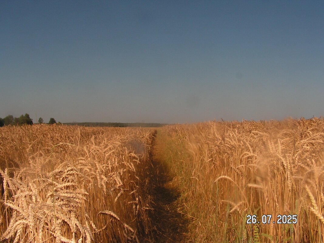 Золотое поле - fogmeadowww m