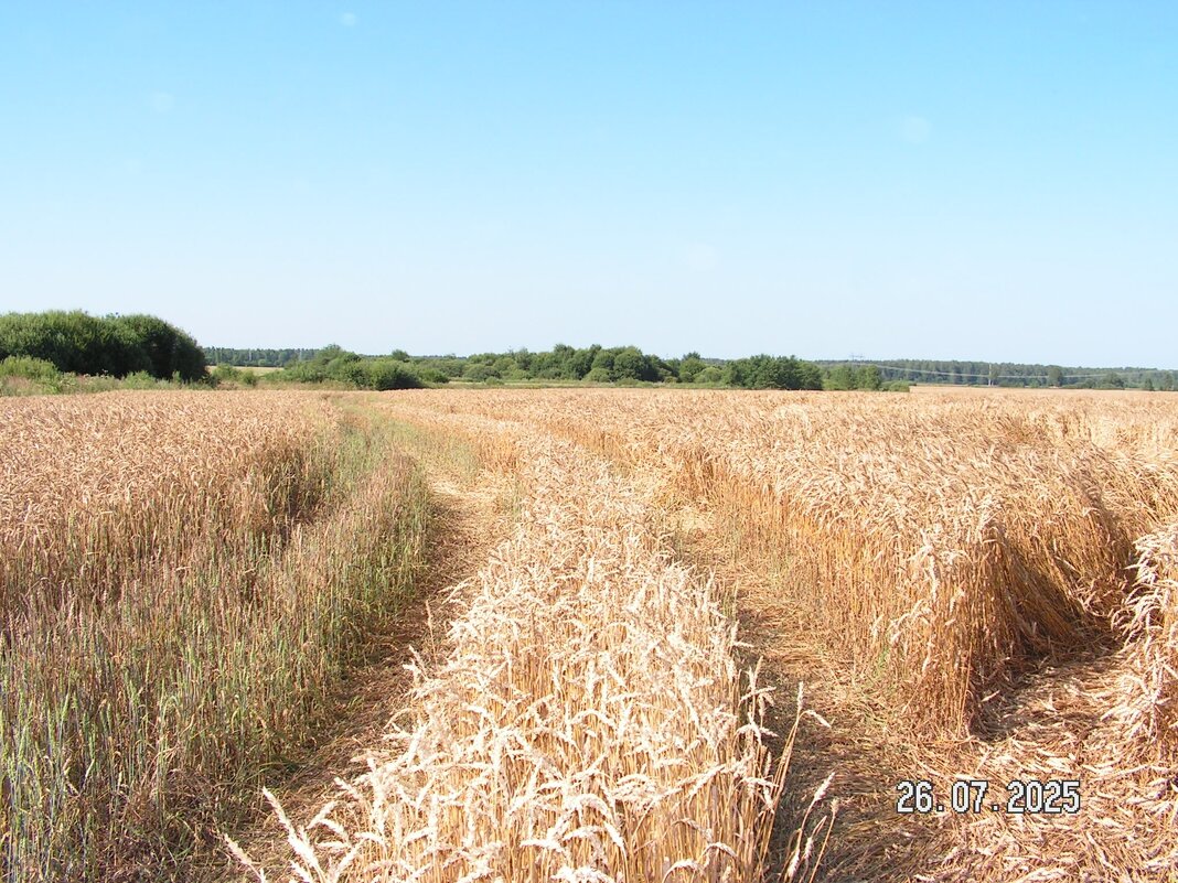 Дорога в даль по полю пшеницы - fogmeadowww m