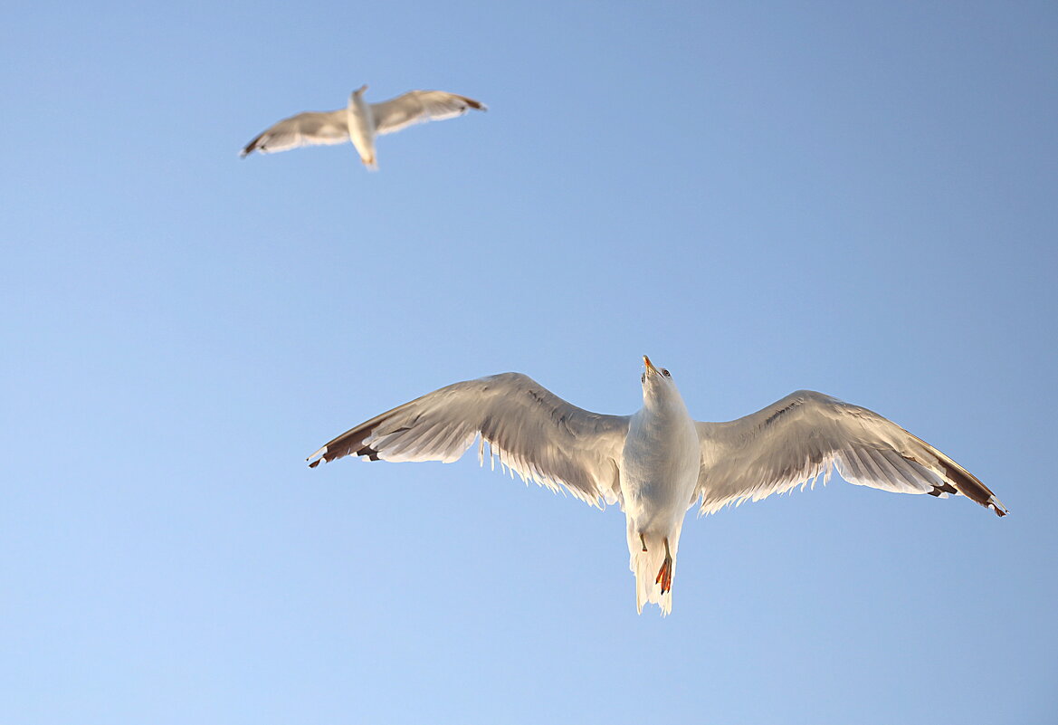 Чайка. - Оля Богданович