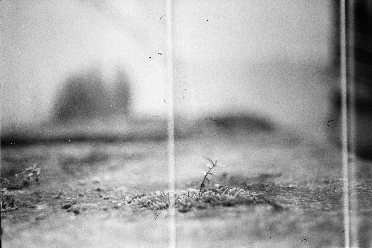 Мох - Ильич -