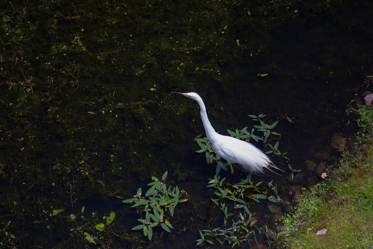 Белая цапля - Светлана Карнаух