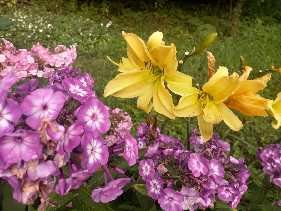 Флоксы и лилейники - Сапсан 