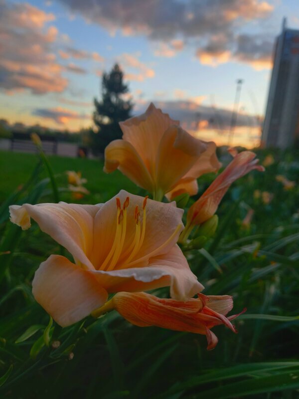 Лилейник - Сапсан 