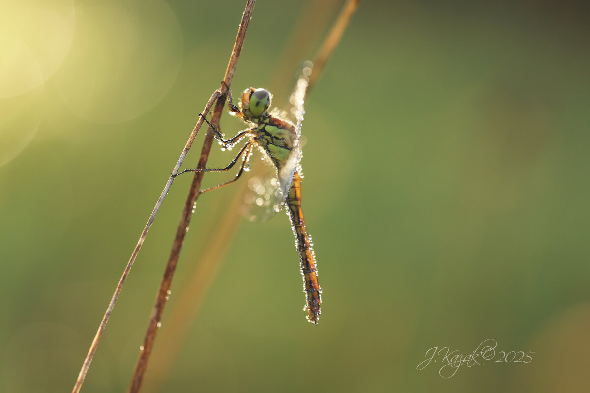 *** - Елена Kазак (selena1965)