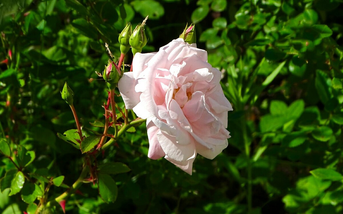 Роза в августе. - Милешкин Владимир Алексеевич 