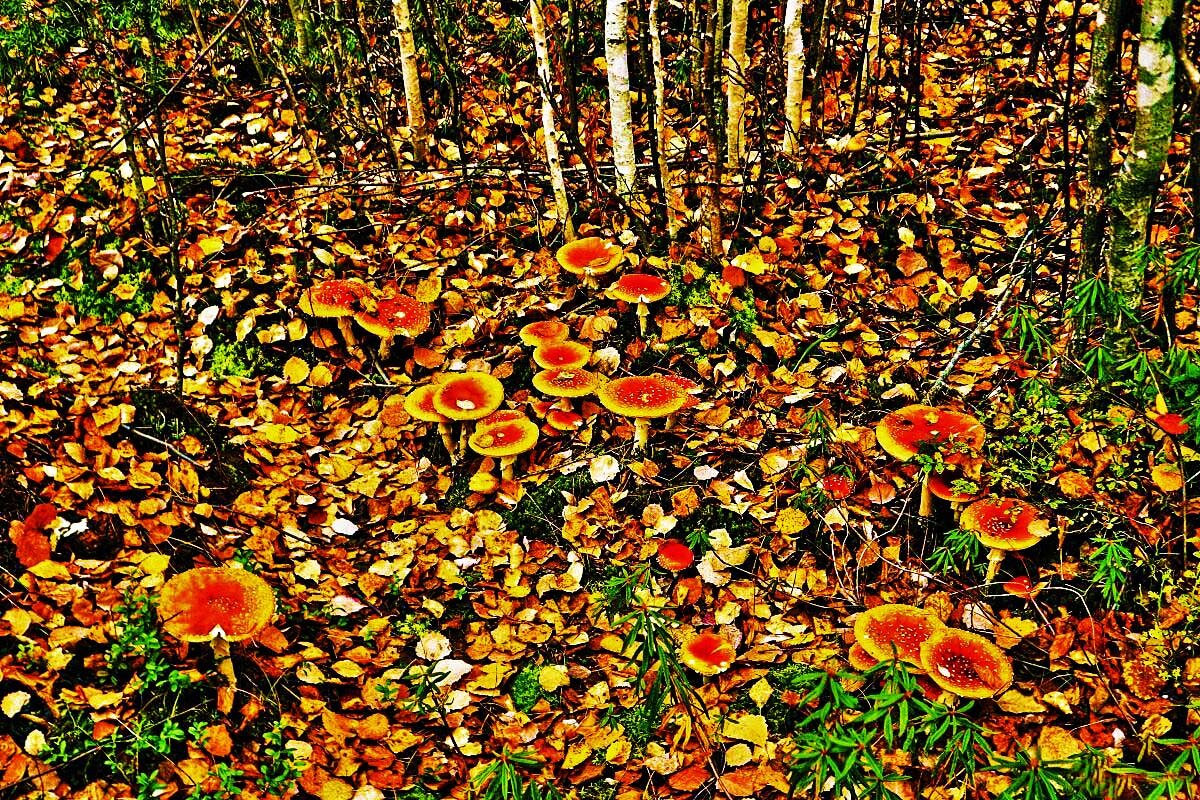 Лето прошло... Мухоморы среди палой листвы! - Владимир 