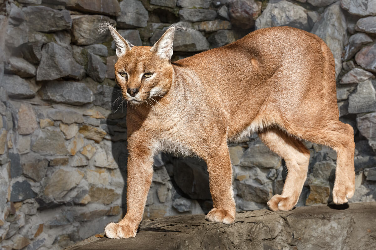 Каракал - SanSan 