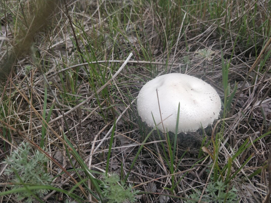 Грибное место - Андрей Хлопонин