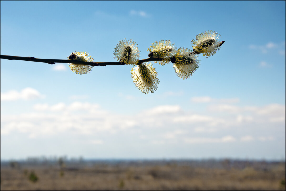 Весна - **** vedin