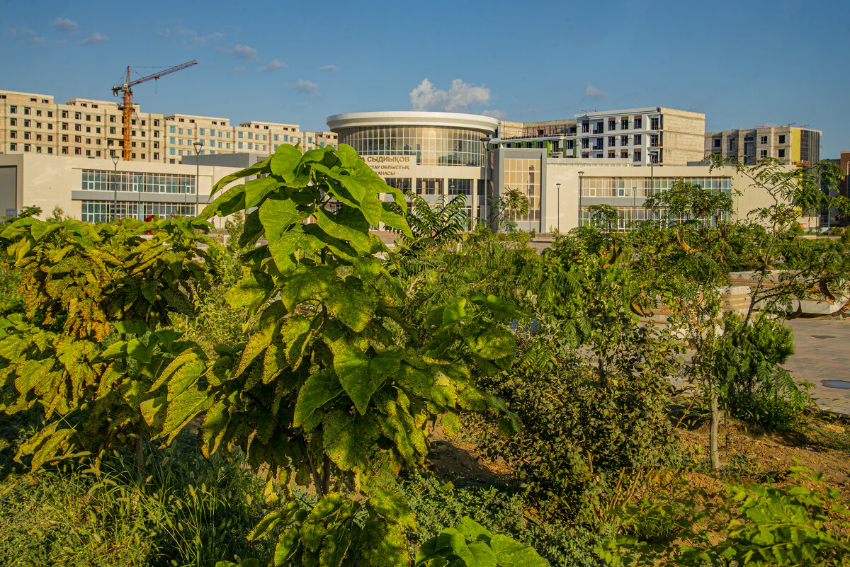 Катальпа - Анатолий Чикчирный