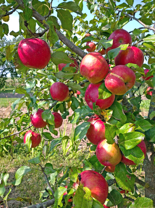 Щедрый август - Елена 