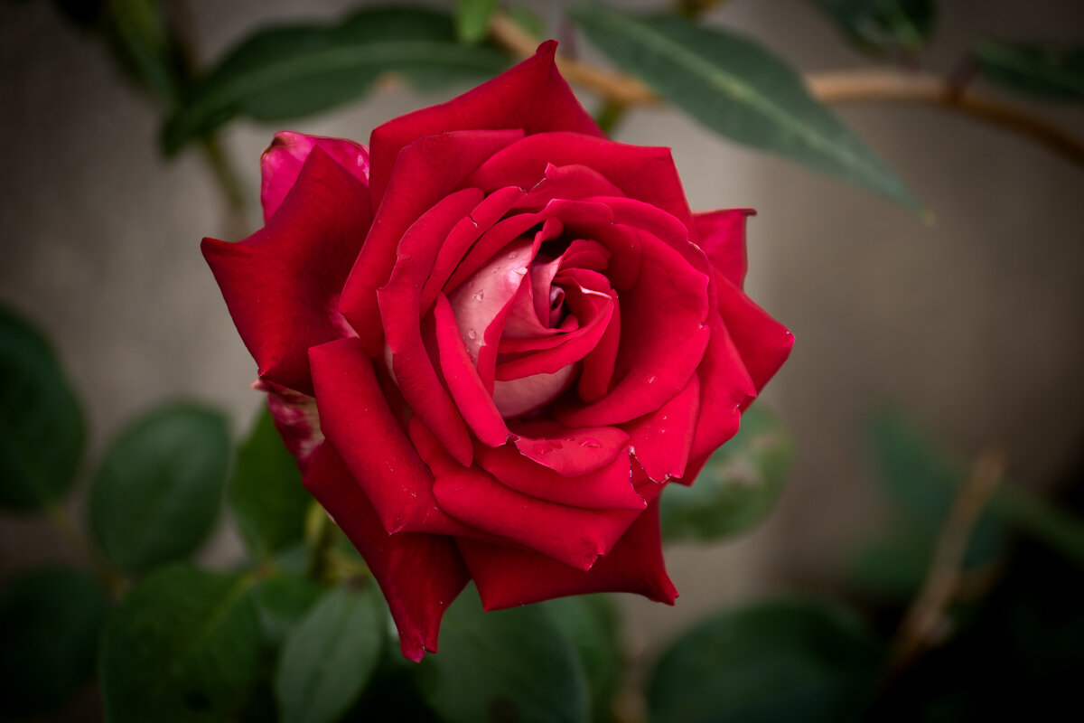 Роза - Игорь Сикорский