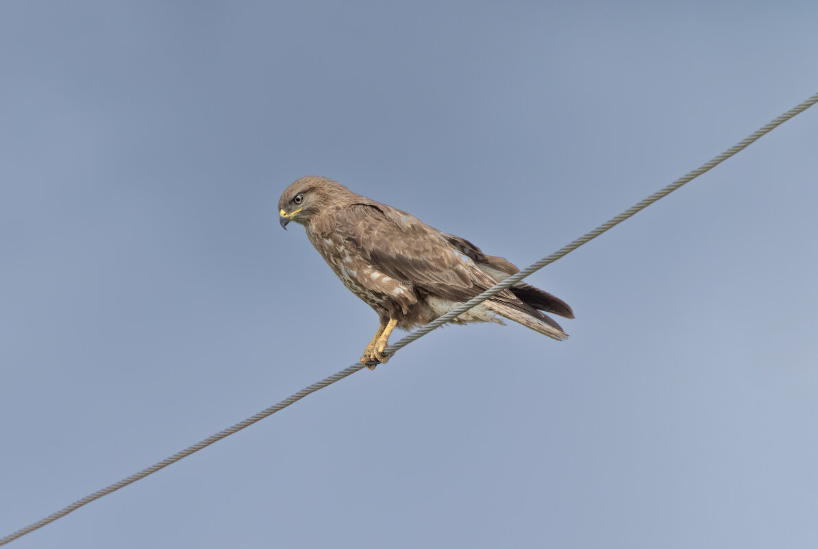 канюк - юрий макаров