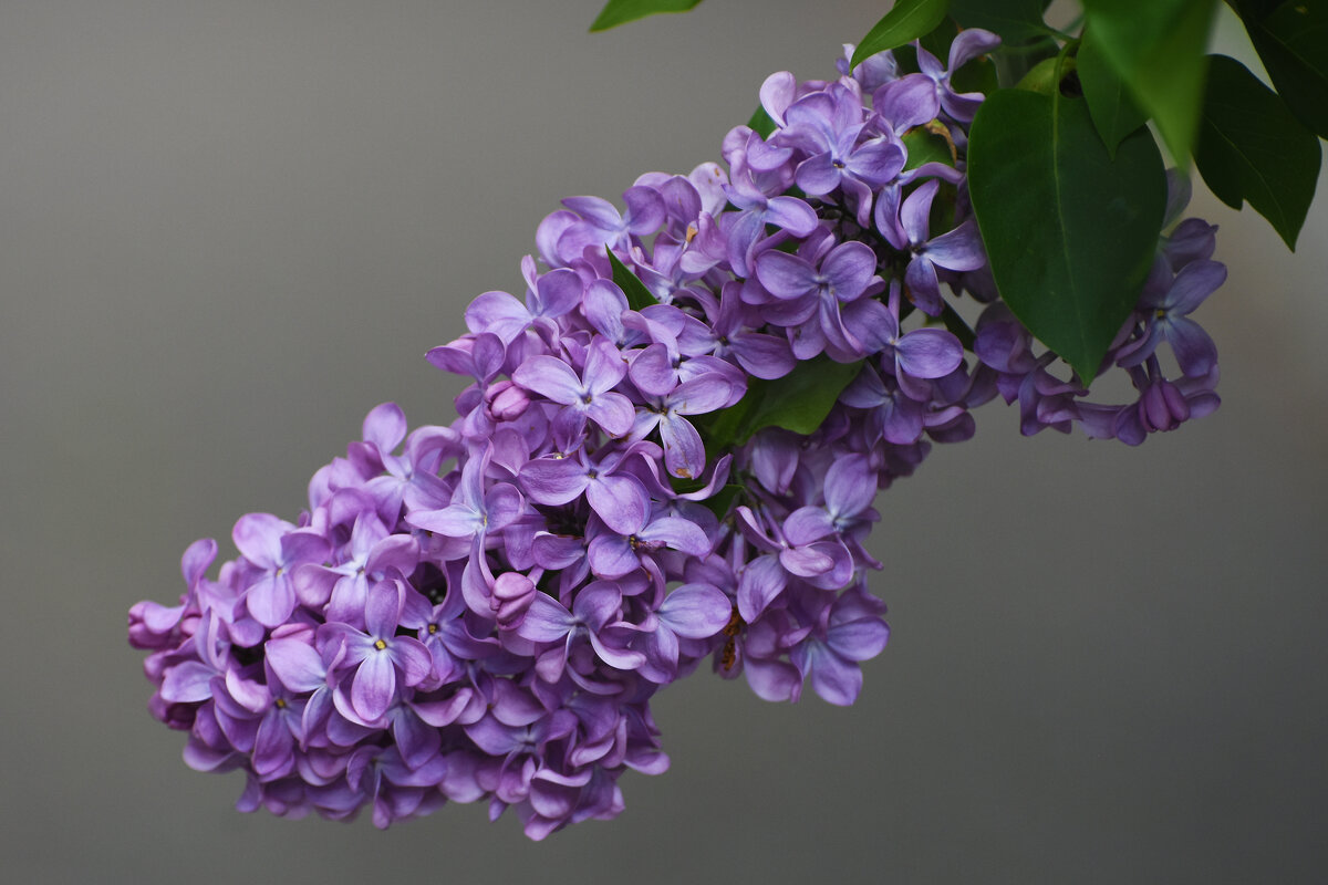 Весна в Ботаническом... Май. - Наташа ***** Весна в Ботаническом... Май. - Наташа *****