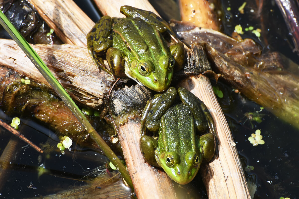 Весна в Ботаническом... Май. - Наташа *****