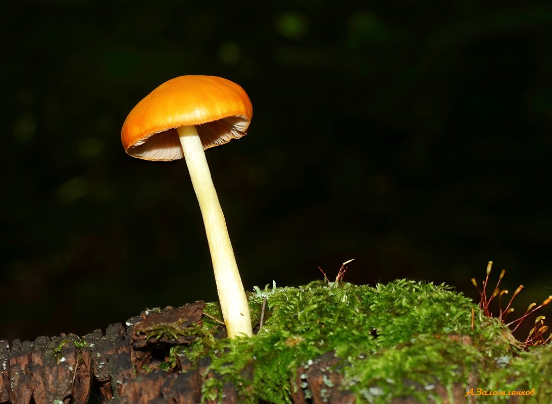 Жизнь во мху: гриб плютей львино-жёлтый - Андрей Заломленков Жизнь во мху: гриб плютей львино-жёлтый - Андрей Заломленков