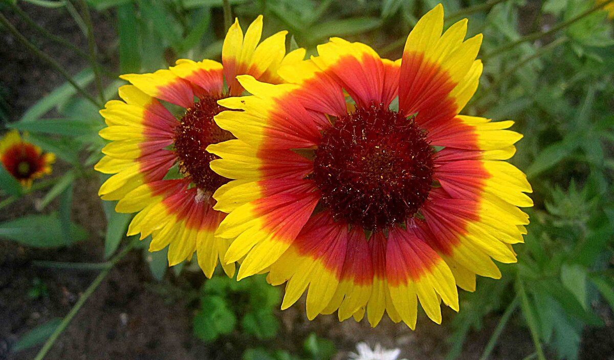 Двое - Елена Семигина