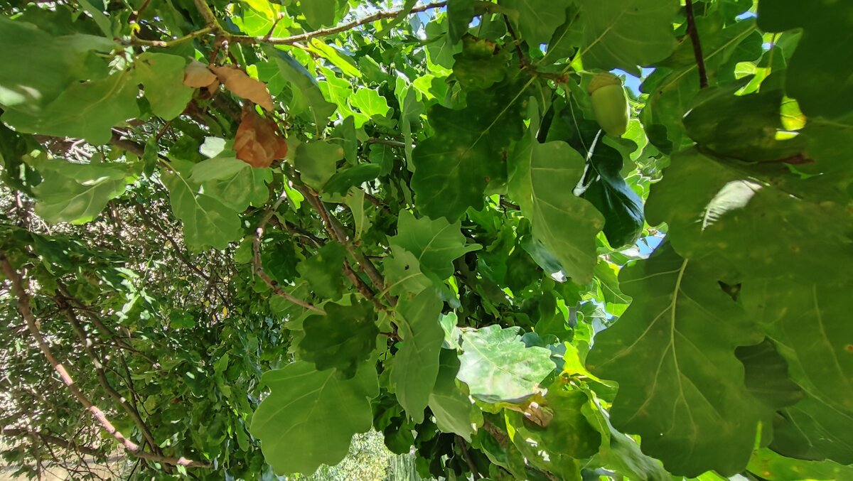 ,,, - Сергей Тимоновский