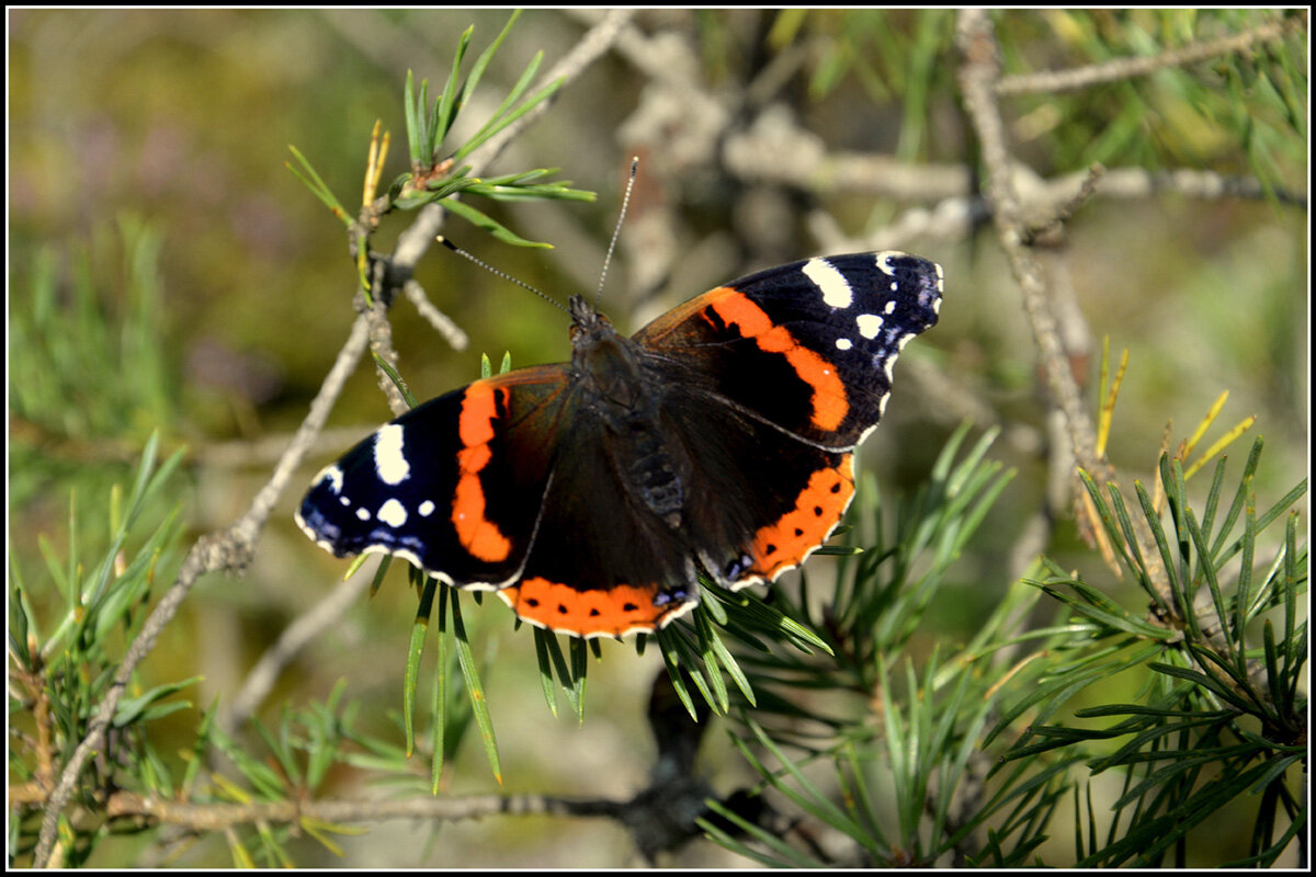 Лето -это маленькая жизнь... - Aleksandr Gal