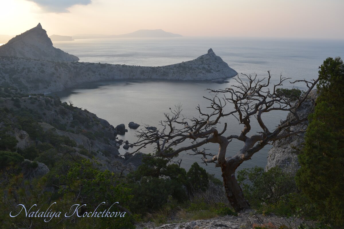 Природа Крыма - Amazing Cosmea
