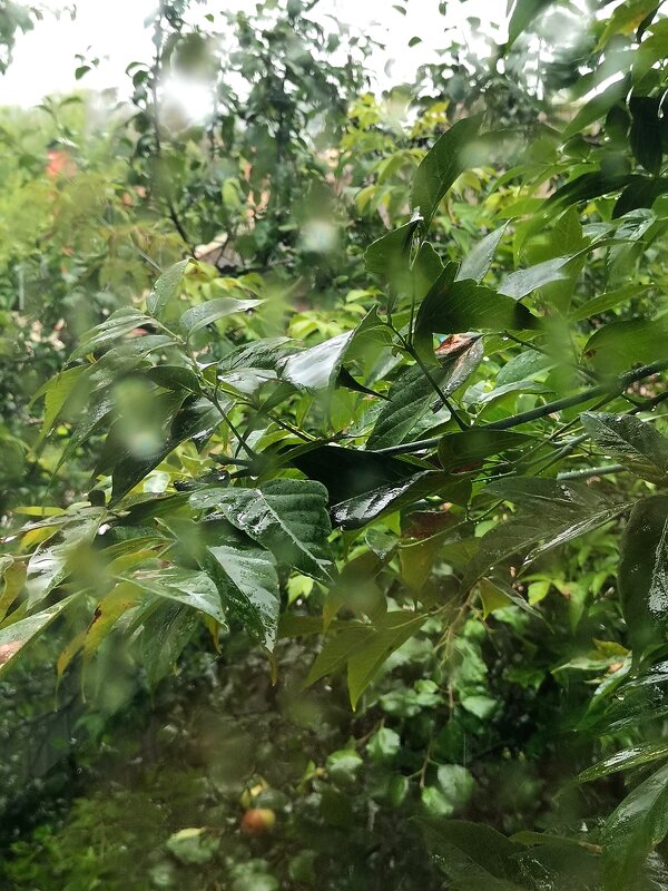 Дождь за окном - Любимова Ольга 