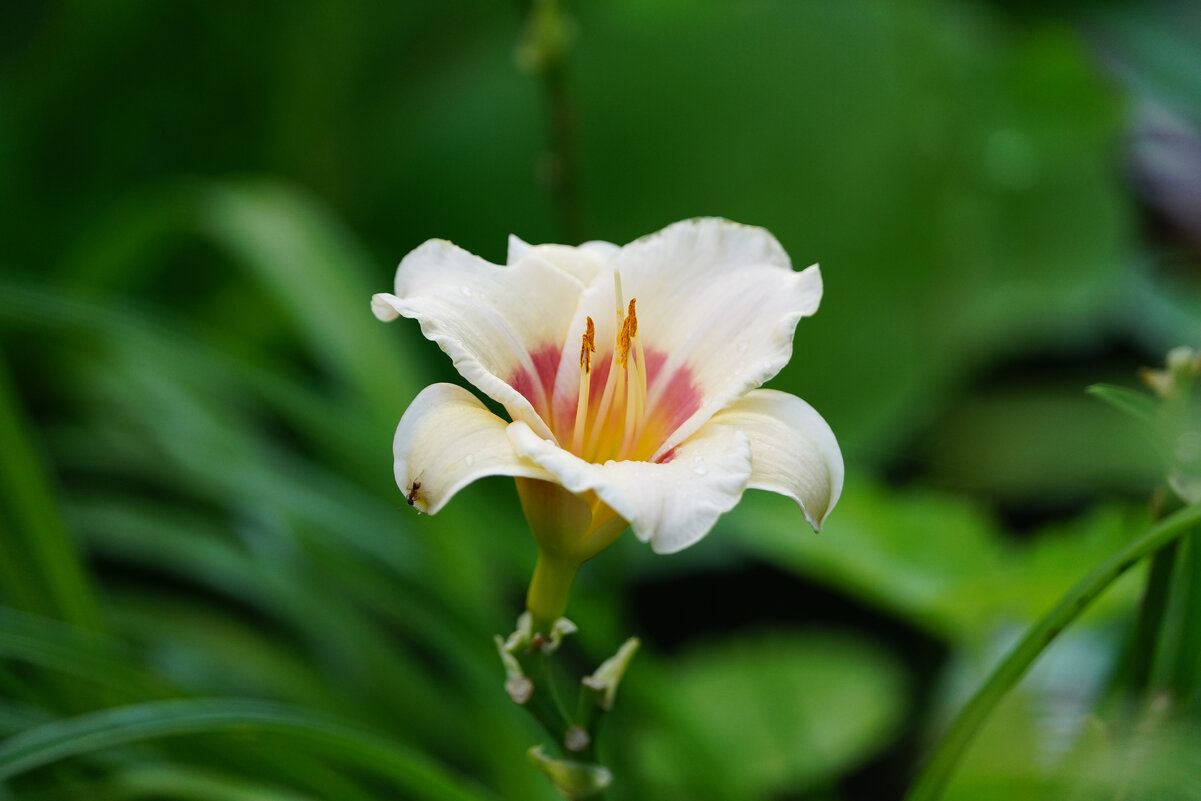 Лилейник - Иван Литвинов