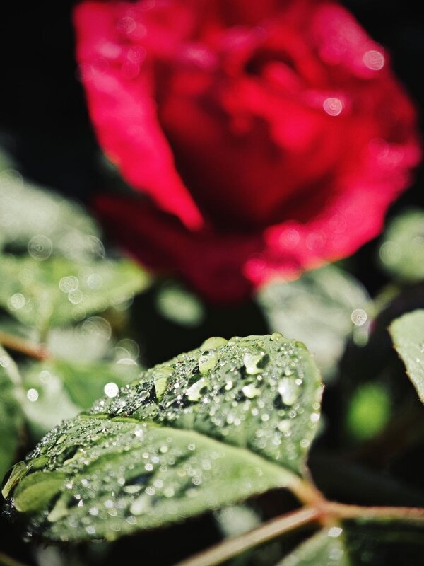 Царица цветов - Екатерина 