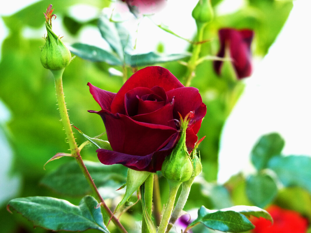 Бутон бархатной  розы - Валентин Семчишин