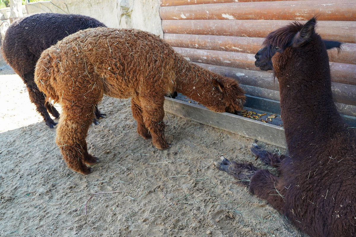 ШЕРСТЬ - Сергей Янович Микк