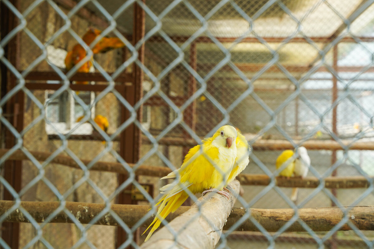 ЧЕРЕЗ_ЯЧЕЙКИ - Сергей Янович Микк