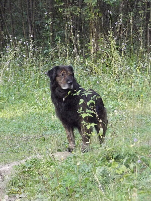 Кир - наш дружок - Freddy 97