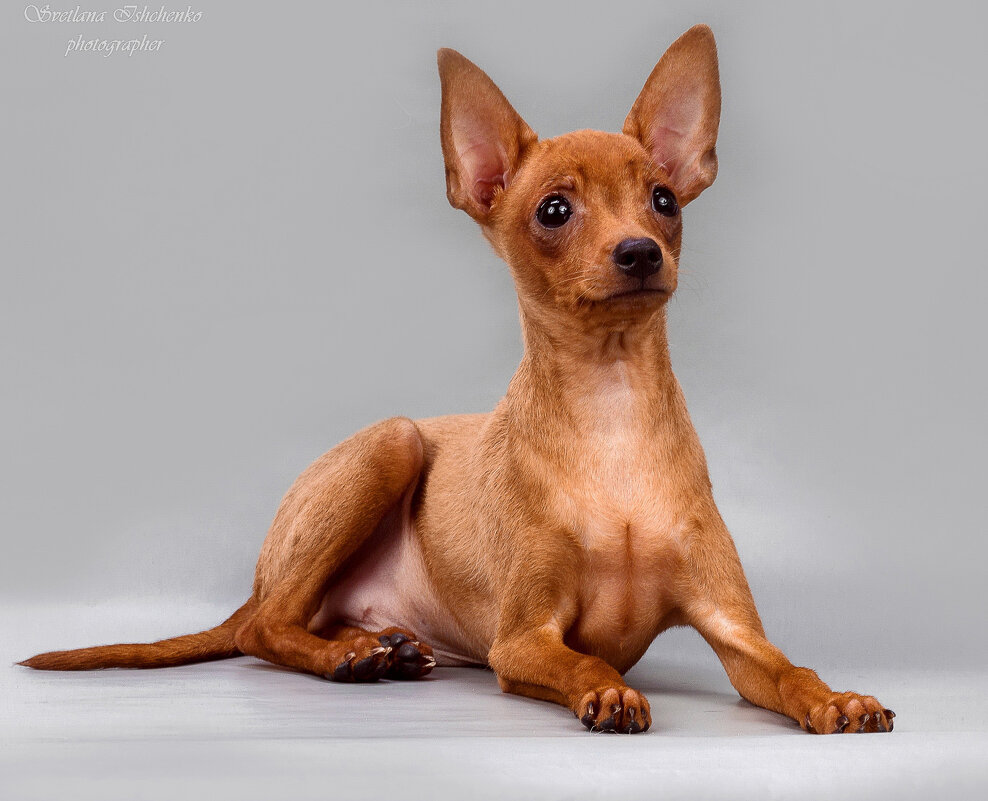 Той-терьер - Светлана Ищенко