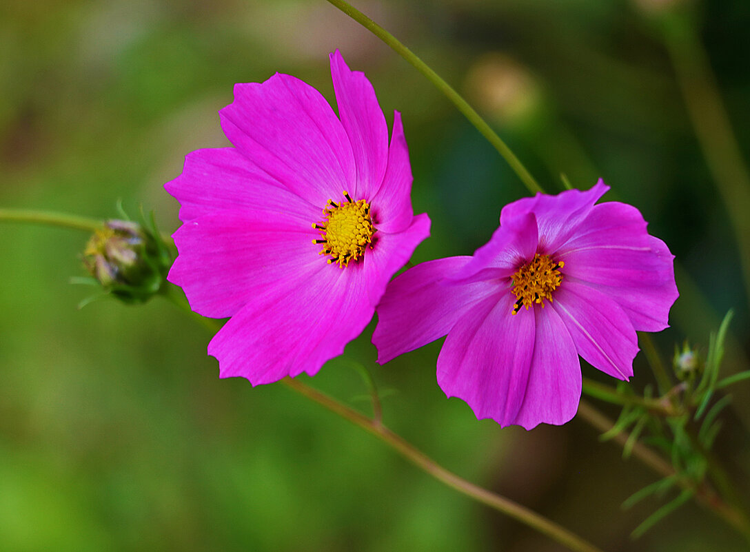 Космическая парочка - Светлана Космическая парочка - Светлана