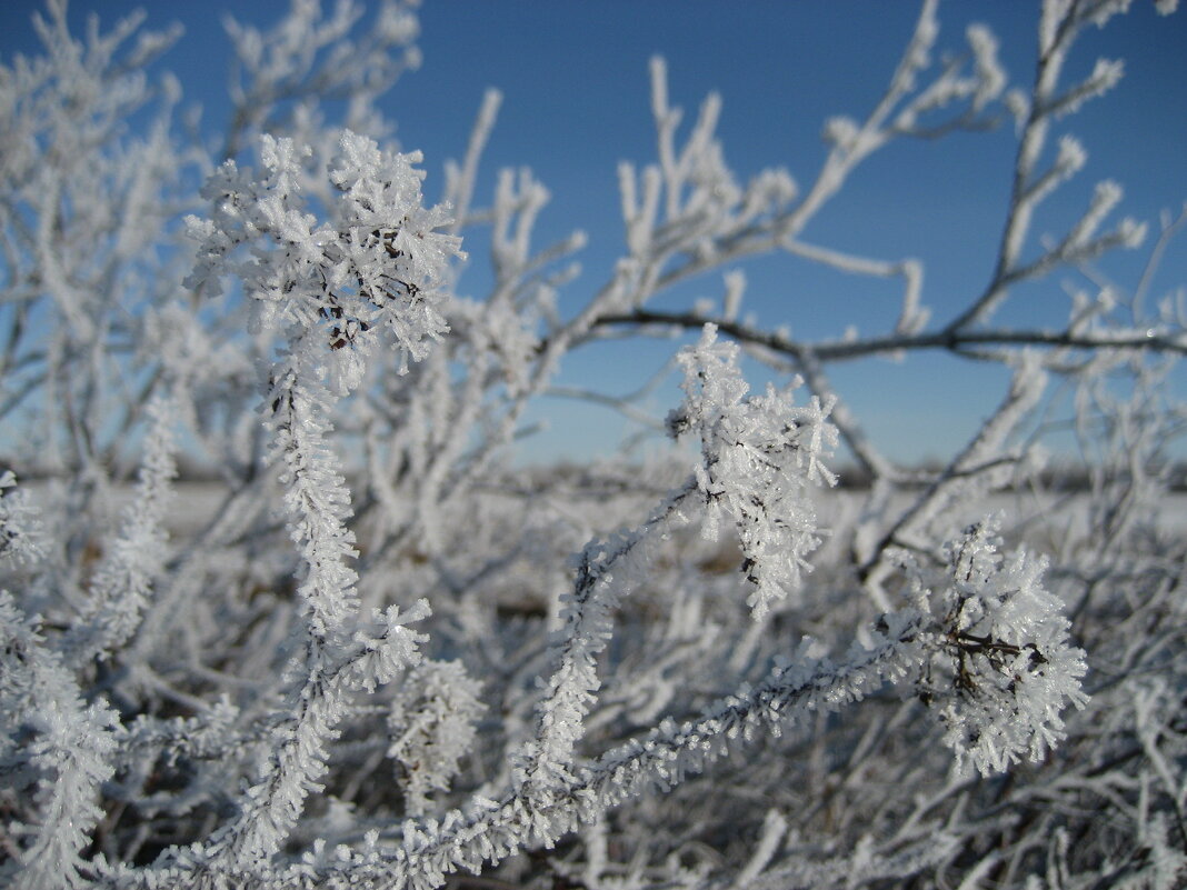 Морозное утро - Anna Ivanova