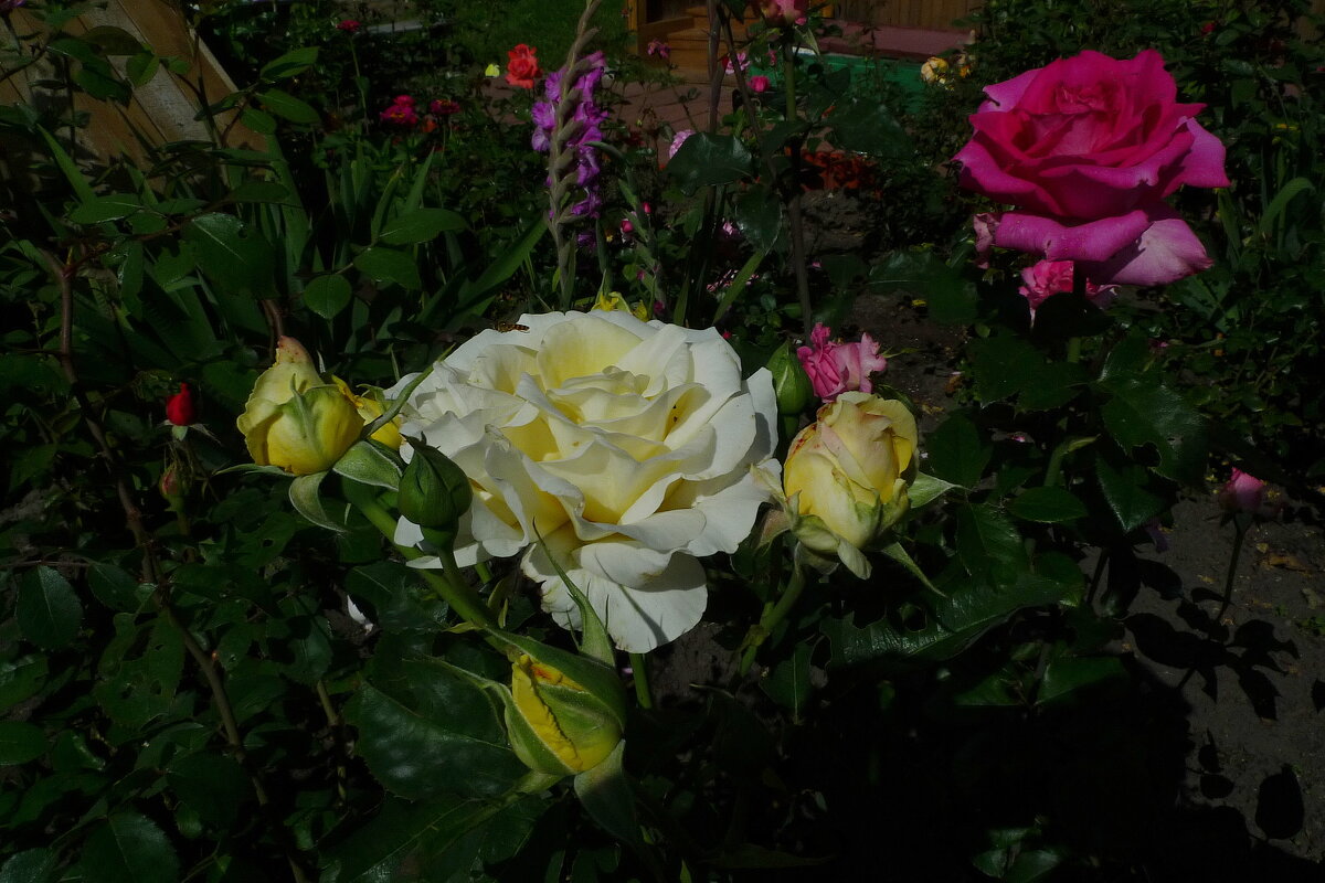 Розы в разгар лета - Сергей Швечков Розы в разгар лета - Сергей Швечков